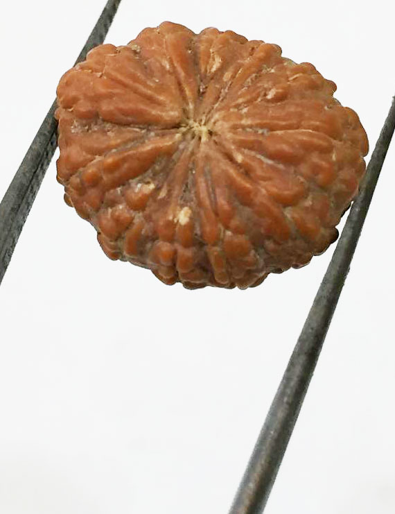 11 Mukhi Indonesia Certified Rudraksha -size - 15 mm